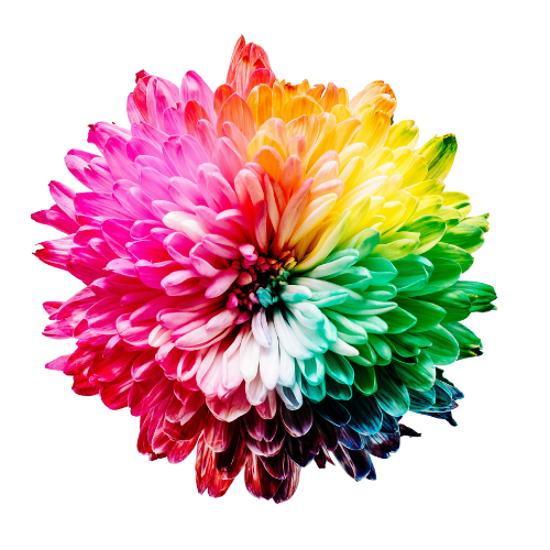 colorful flower